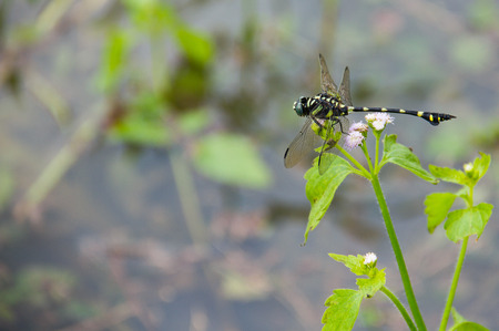 Dragonfly on the grass near a swamp in nature.の写真素材