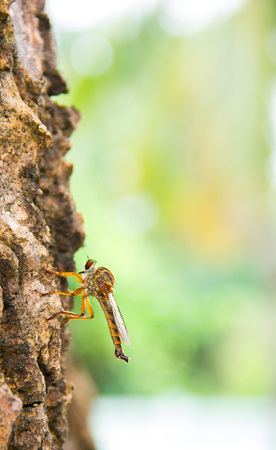 Dragonfly on a tree with a beautiful natural background.の写真素材