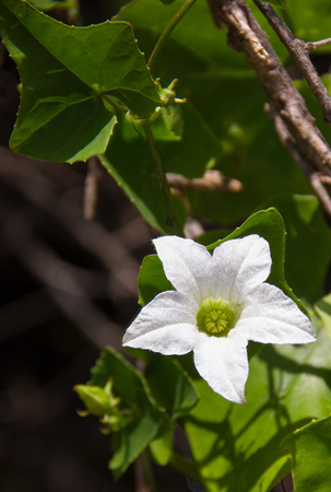 Flower of ivy gourd on the vine in nature background.の写真素材