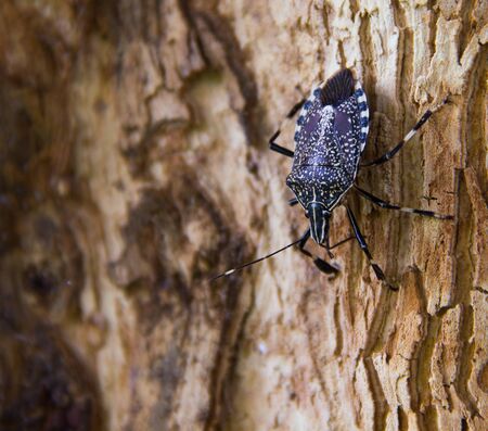stink bug (Eocanthecona furcellata) on tree.