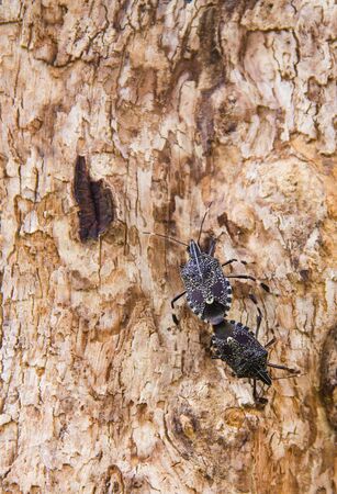 stink bug (Eocanthecona furcellata) mating on tree.