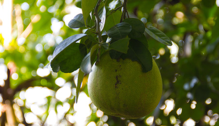 Pomelo fruit on tree in the garden. Pomelo is rich in nutrients that are necessary for the body such...