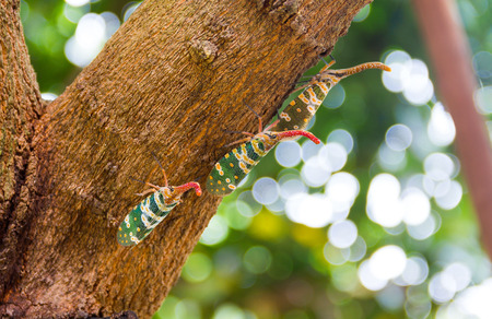 Fulgorid bug or Pyrops candelaria on Longan tree nature background.