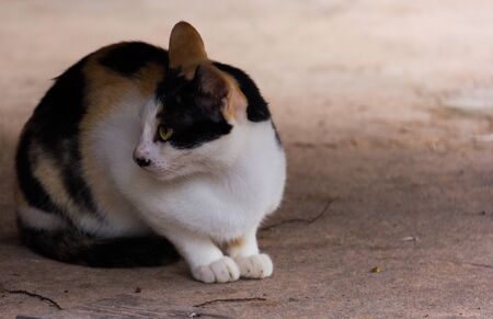 Thailand cat was crouched on the cement floor. Pet Portraitの写真素材