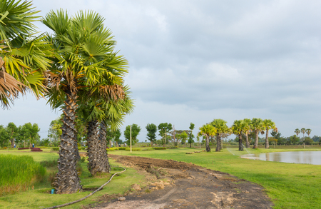 Young sugar palm tree (toddy palm) decorated planted in a park in Thailand.の写真素材