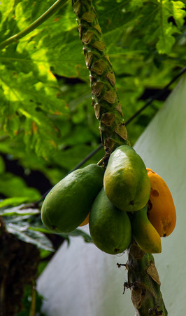 Raw papaya and ripe on the tree.の写真素材