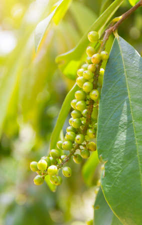 Thai blueberry on tree in the garden.の写真素材