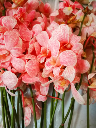 pink orchids flower use for background texture.の写真素材
