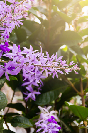 Sandpaper vine flower (scientific name: Petrea Volubilis) purple flowers bloom beautiful under the light Fairの写真素材