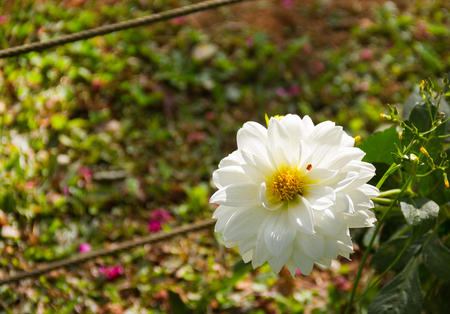 White Garden Dahlia flower blooming in the garden with copy space.の写真素材