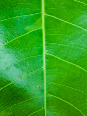 closeup fresh green leaves texture for background.の写真素材