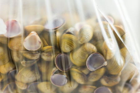 Freshwater shells (clam), many are in the plastic bag.の写真素材