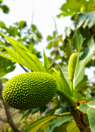 breadfruit (scientific name: Artocarpus altilis) raw green on the trees in the garden.