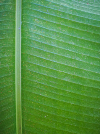 closeup banana green leaf texture for background.