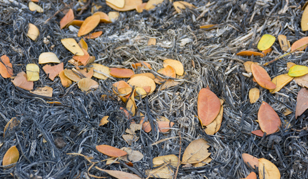 Dry leaves on a pile of ashes from the burned grass.の写真素材