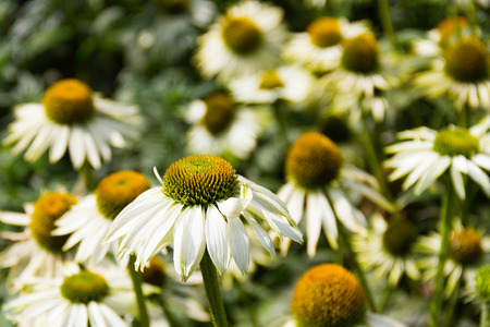 white echinacea flower (coneflower) blooming in the garden with blurred background.の写真素材
