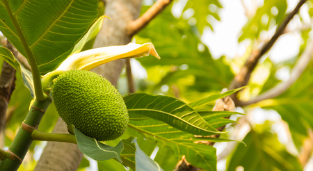 Young breadfruit (scientific name: Artocarpus altilis) raw green on the trees in the garden.