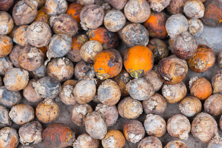 Dried fruit Areca Nut or Betel Nut Palm on a cement floor.