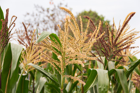 Corn that is flowering in the farm on a natural background.の写真素材