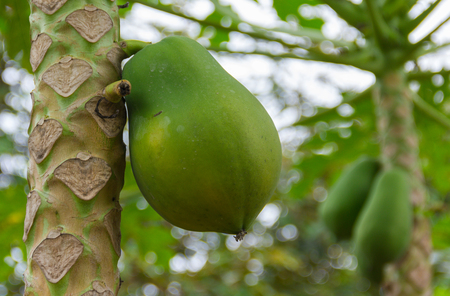 Raw fresh green papaya fruit hanging on tree in the garden on a natural background blur.の写真素材