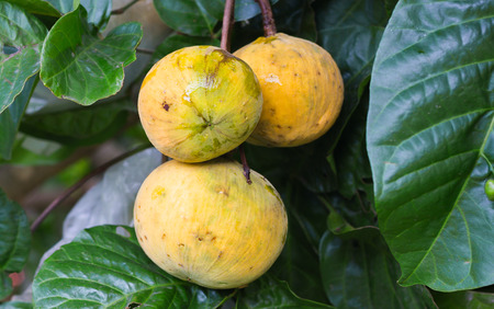 Santol (scientific name: Sandoricum koetjape) fruit hanging on a tree in the garden.