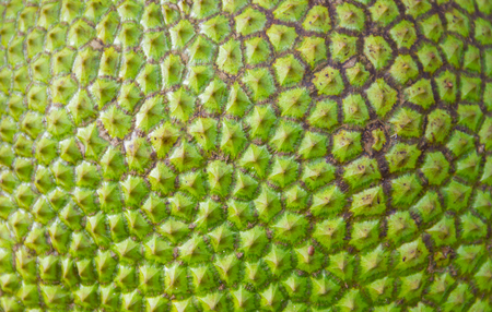 The shell of jackfruit is used for creative background textures.の写真素材
