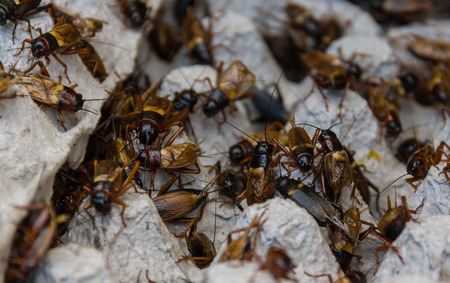 Many cricket fed on egg pack for sale in the market.の写真素材