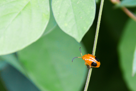 Two-spotted ladybird (Adalia bipunctata) on the natural background.