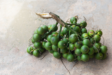 Bunch of fruit Areca Nut or Betel Nut Palm on the cement floor.