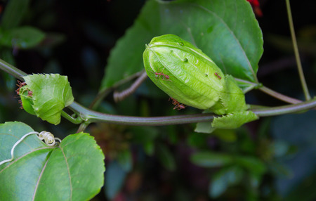 The buds of Passion Fruit and red ant with drops of water on the vine, on a natural blurred background.の写真素材