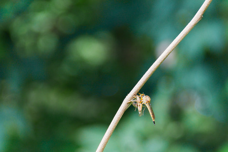 Dragonfly catching a prey perched on a dry twig with the natural blurred background