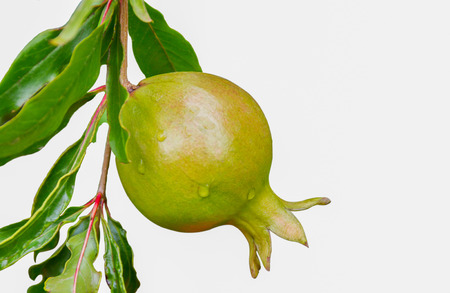 Pomegranate fruit and green leaves on trees in the garden, isolated on white background.の写真素材