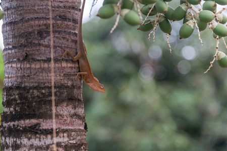Changeable Lizard, Red-headed Lizard, Indian Garden Lizard perch on Manila palm tree in the garden on the natural background blur.の写真素材