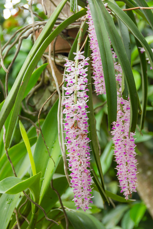 Rhynchostylis retusa purple orchid in the garden on the nature background.の写真素材