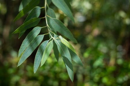 Green leaves of eucalyptus in the garden on a sunny day in the rainy season.