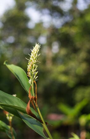 Galanga (scientific name: Alpinia galanga) flowers are blooming on tree in the garden.