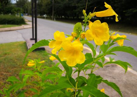 Yellow elder, Trumpetbush, Trumpetflower, Yellow trumpet-flower, Yellow trumpetbush (scientific...