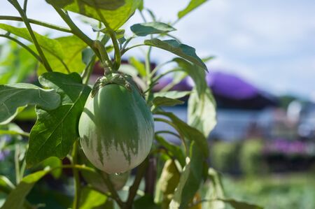 Giant Eggplant (scientific name: Solanum wrightii Benth) on a tree in the garden.の写真素材