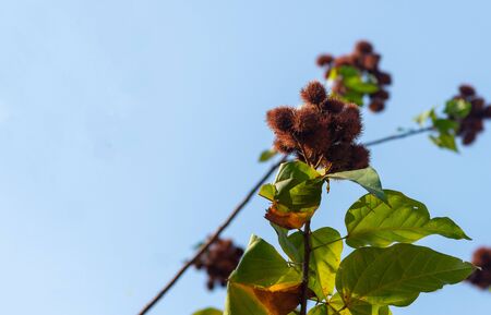 Bixa orellana (Anatto tree) seeds and pods on the tree on the blue sky background.の写真素材