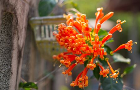 Orange trumpet, Flame flower, Fire-cracker vine (Pyrostegia venusta) orange flowers blooming beside the fence.の写真素材