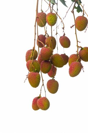 Group of Lychee fruit on the tree isolated on white background.の写真素材