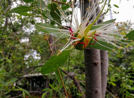 Flowers of Sonneratia alba are blooming on trees on natural background.