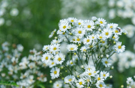 white cutter flowers Blooming in flower garden on blurry natural background.