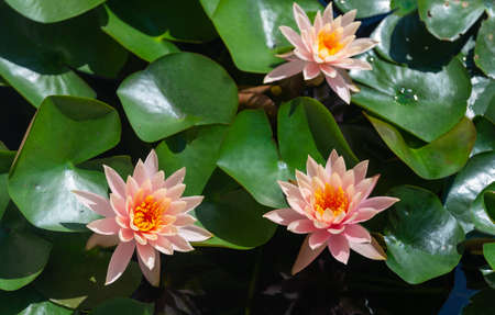 Pink lotus flowers blooming in the pond with warm sunshine.の写真素材