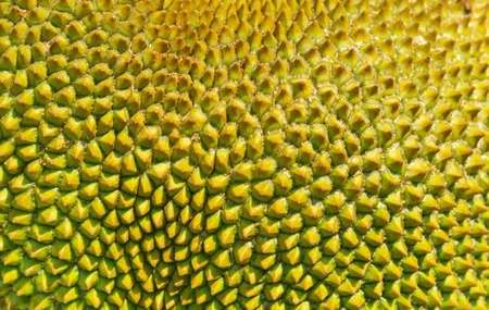Jackfruit's peel texture a small button consecutive yellowish green of young jackfruit.の写真素材