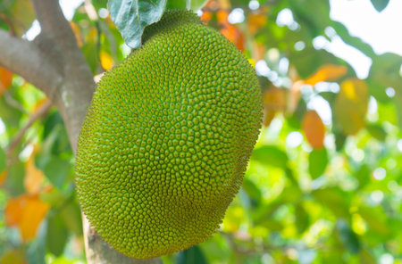 Jackfruit (Scientific name: Artocarpus heterophyllus Lam.) Fruits are growing on trees in summer in Thailand gardens.On natural background blur.の写真素材