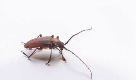 Brown Prionid beetle (Scientific name: Orthosoma brunneum)isolated on white background.の写真素材