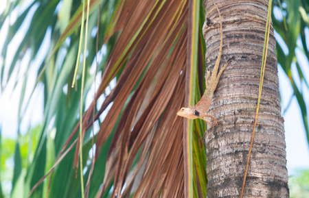 Changeable Lizard, Red-headed Lizard, Indian Garden Lizard perch on Manila palm tree in the garden...