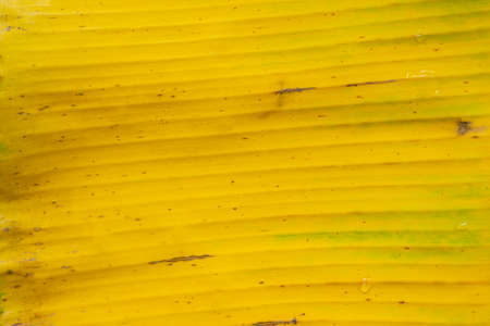 The surface of banana leaves changes from green to yellow.Use for texture background.の写真素材