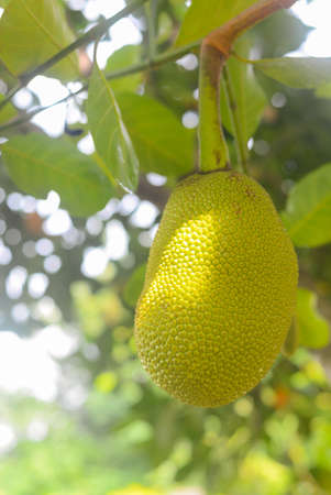 Jackfruit grows on trees in the garden. on a blurry natural backgroundの写真素材